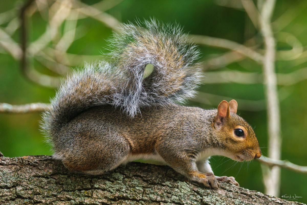 A grey squirrel crouched on a lichen-covered branch, its bushy tail raised